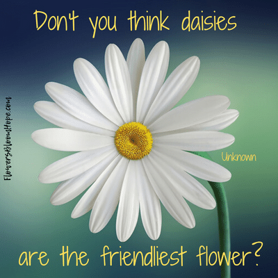 Don't you think daisies are the friendliest flower?