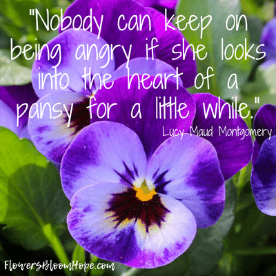 No one can keep on being angry if she looks into the heart of a pansy