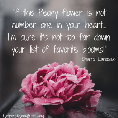 If the peony flower is not number one in your heart...I'm sure it's not too far down your list of favorite blooms!