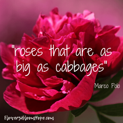 roses that are as big as cabbages