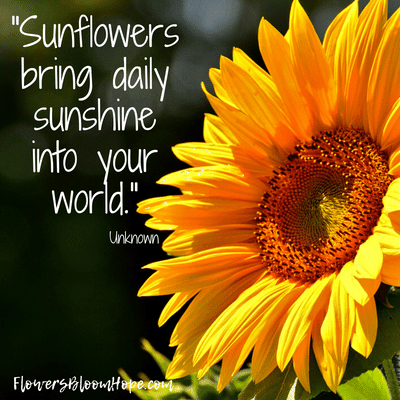 Sunflowers bring daily sunshine into your world.