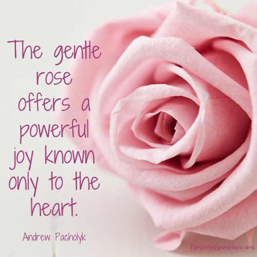 The gentle rose offers a powerful joy known only to the heart.