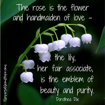 The rose is the flower of the handmaiden of love - the lily, her fair associate, is the emblem of beauty and purity.