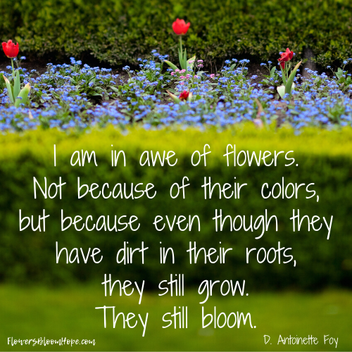 I am in awe of flowers. Not because of their colors, but because even though they have dirt in their roots, they still grow. They still bloom.