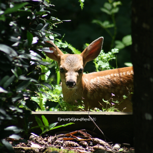 Black-tail fawn 2020