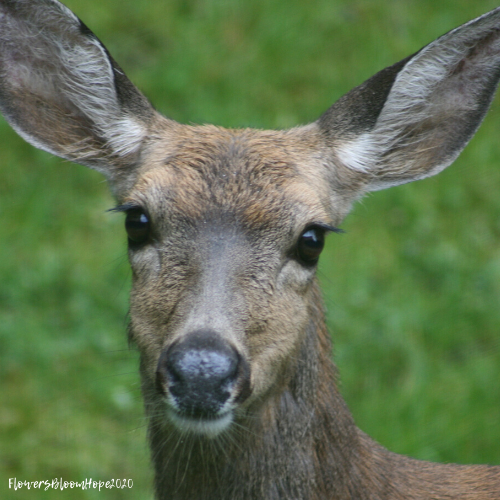 Black-tail doe 2020