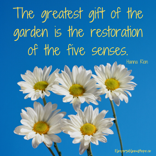 The greatest give of the garden is the restoration of the five senses.