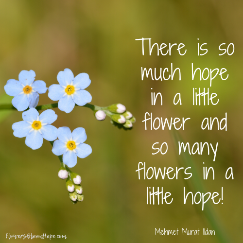 There is so much hope in a little flower and so many flowers in a little hope!