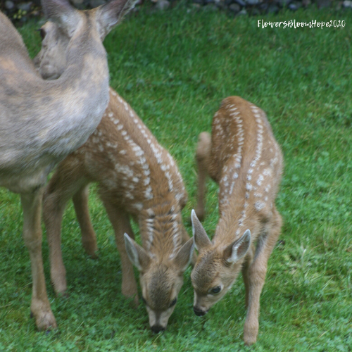 Black-tail doe and twins 2020