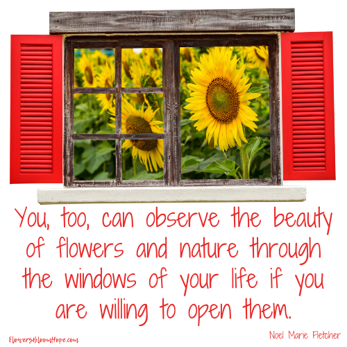 You, too, can observe the beauty of flowers of nature through the windows of your life if you are willing to open them.