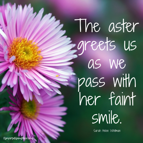 The aster greets us as we pass with her faint smile.