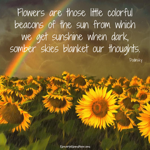 Flowers are those little colorful beacons of the sun from which we get sunshine when dark, somber skies blanket our thoughts.