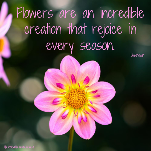 Flowers are an incredible creation that rejoice in every season.