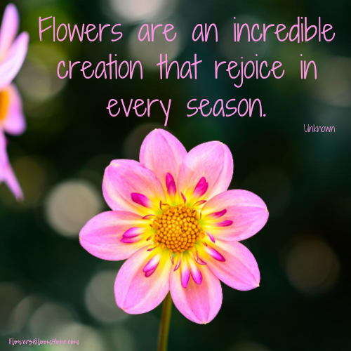 Flowers and Seasons - Flowers Bloom Hope