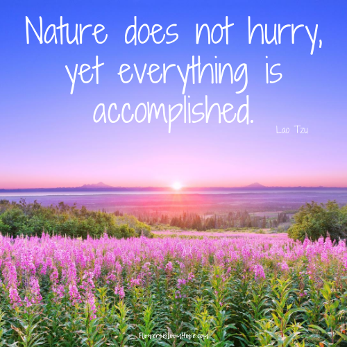 Nature does not hurry, yet everything is accomplished.