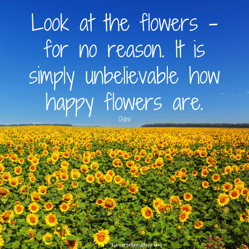 Look at the flowers - for no reason. It is simply unbelievable how happy flowers are.