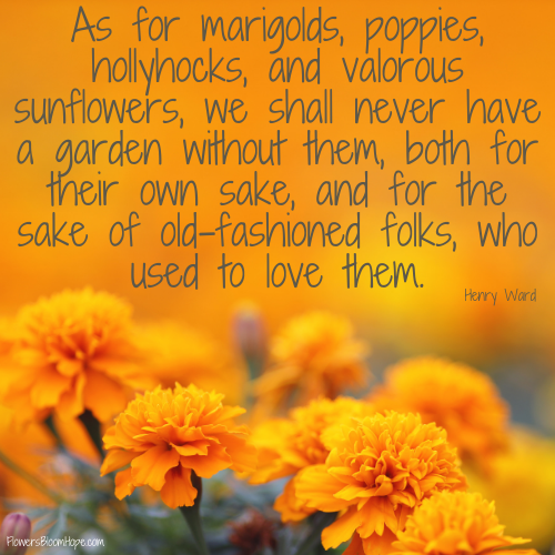 As for marigolds, poppies, hollyhocks, and valorous sunflowers, we shall never have a garden without them, both for their own sake, and for the sake of old-fashioned folks, who used to love them.