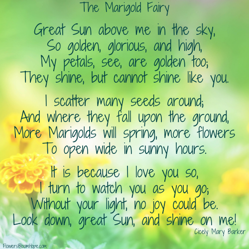 Great Sun above me in the sky, So golden, glorious, and high, My petals, see, are golden too; They shine, but cannot shine like you. I scatter many seeds around; And where they fall upon the ground, More Marigolds will spring, more flowers To open wide in sunny hours. It is because I love you so, I turn to watch you as you go; Without your light, no joy could be. Look down, great Sun, and shine on me!