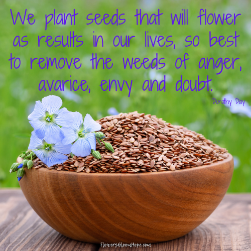 We plants seeds that flower as results in our lives, so best to remove the weeds of anger, avarice, envy and doubt.