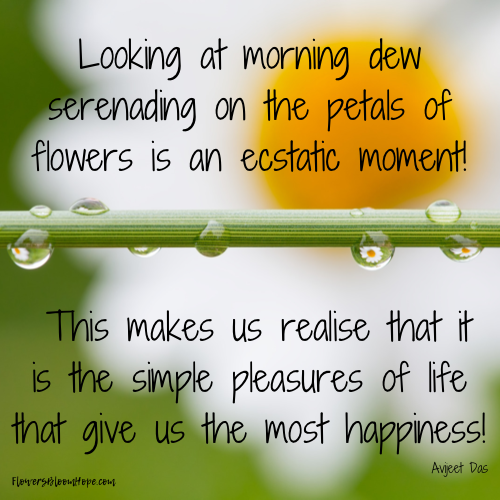 Looking at morning dew serenading on the petals of flowers is an ecstatic moment! This makes us realise that it is the simple pleasures of life that give us the most happiness!