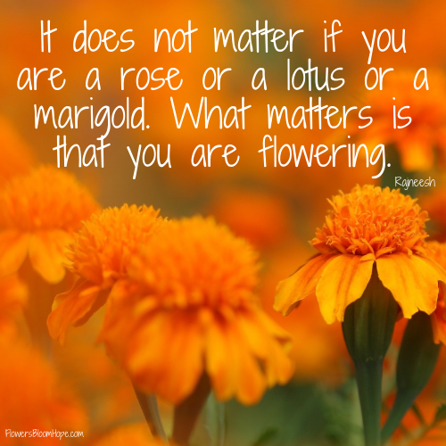 It does not matter if you are a rose or a lotus or a marigold. What matters is that you are flowering.