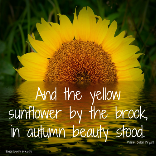 And the yellow sunflower by the brook, in autumn beauty stood.