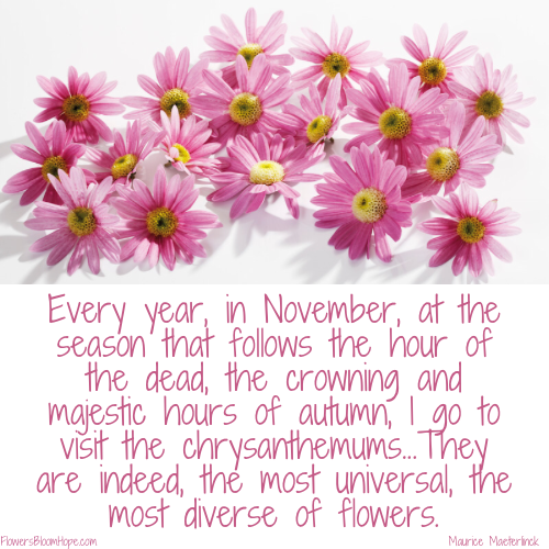 Every year, in November, at the season that follows the hour of the tea, the crowning and majestic hours of autumn, I go to visit the chrysanthemums...They are indeed, the most universal, the most diverse of flowers.