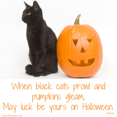 When black cats prowl and pumpkins gleam, May luck be yours on Halloween.