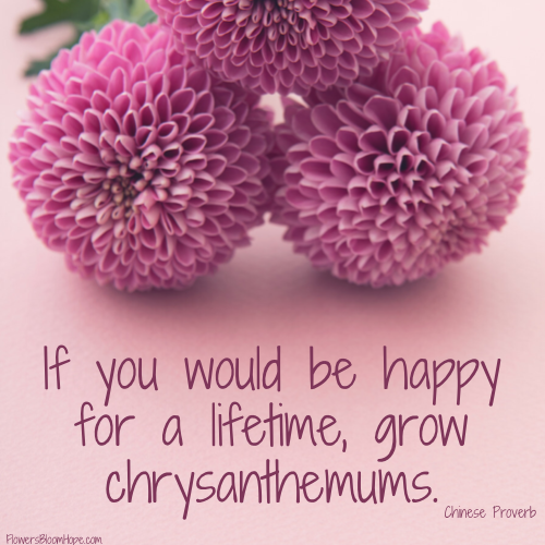 If you would be happy for lifetime, grow chrysanthemums.