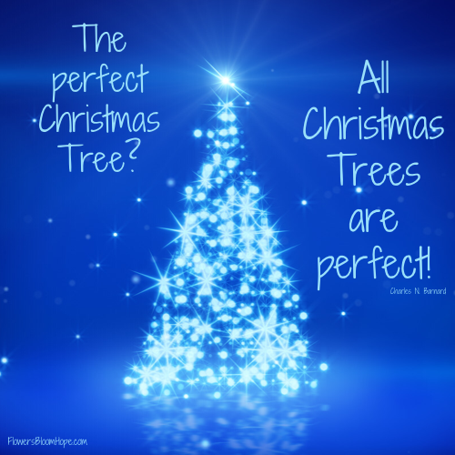 The perfect Christmas Tree? All Christmas trees are perfect!