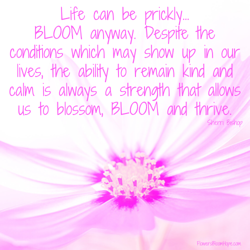 Life can be prickly ...bloom anyway. Despite the conditions which may show up in our lives, the ability to remain kind and calm is always a strength that allows us to blossom, bloom and thrive.