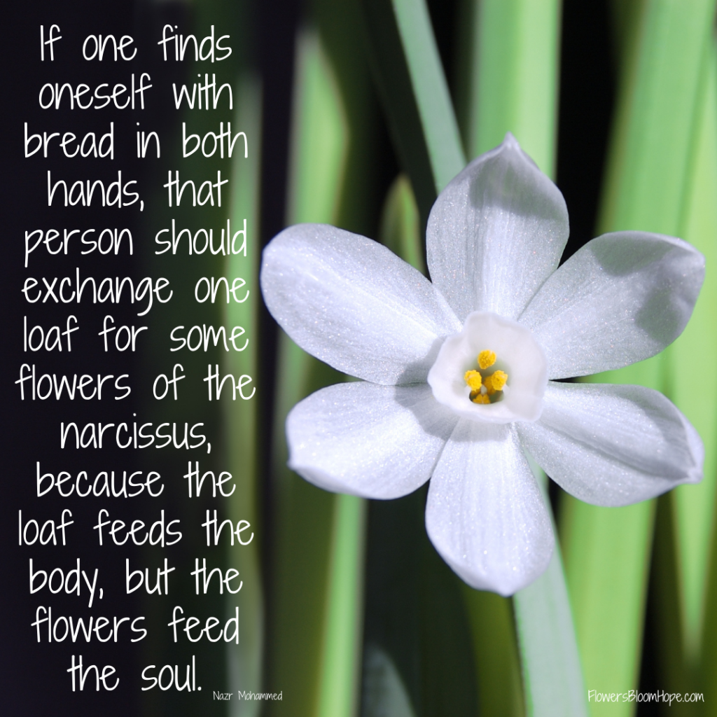 If one finds oneself with bread in both hands, that person should exchange one loaf for some flowers of the narcissus, because the loaf feeds the body, but the flowers feed the soul.