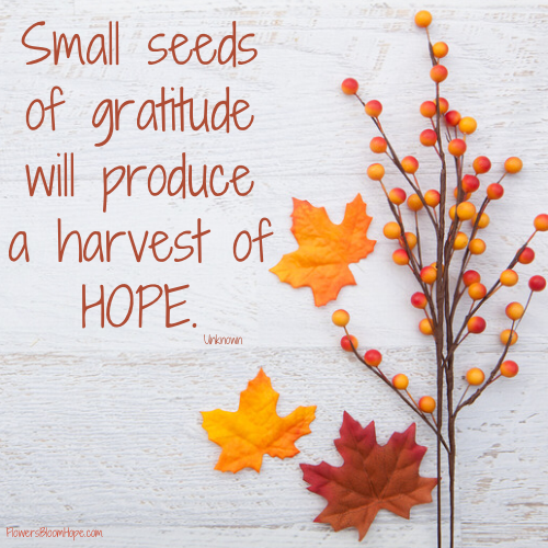 Small seeds of gratitude will produce a harvest of hope.