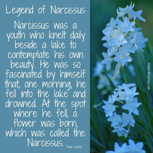 Narcissus was a youth who knelt daily beside a lake to contemplate his own beauty. He was so fascinated by himself that, one morning, he fell into the lake and drowned. At the spot where he fell, a flower was born, which was called the Narcissus.