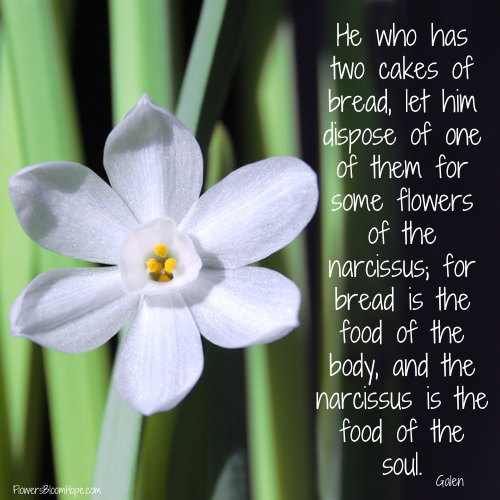 He who has two cakes of bread, let him dispose of one of them for some flowers of the narcissus; for bread is the food of the body, and the narcissus is the food of the soul.