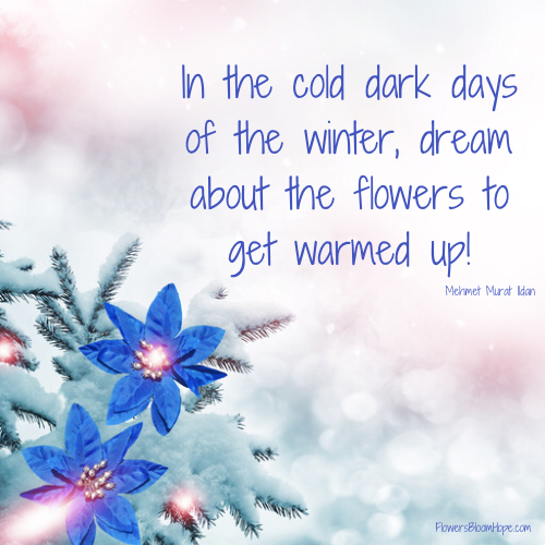 In the cold dark days of the winter, dream about the flowers to get warmed up!