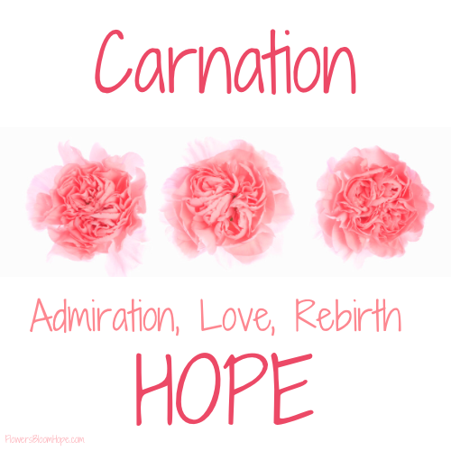 Carnation Admiration Love Rebirth Hope