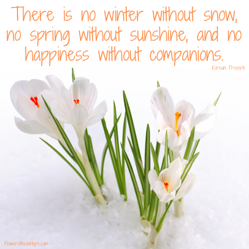There is no winter without snow, no spring without sunshine, and no happiness without companions.
