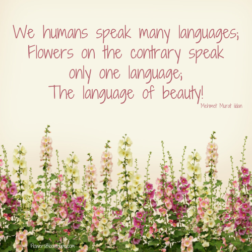 We humans speak many languages; flowers on the contrary speak only one language; The language of beauty!