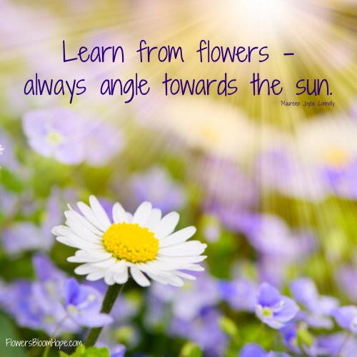 Learn from flowers – always angle towards the sun.