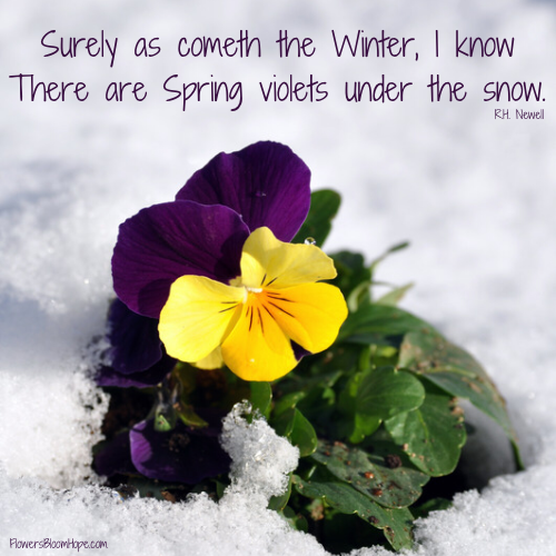 Surely as cometh the Winter, I know There are Spring violets under the snow.