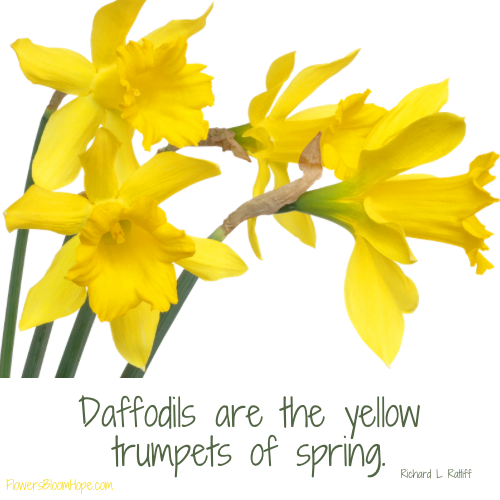 Daffodils are yellow trumpets of spring.