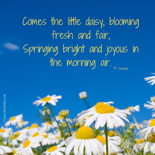 Comes the little daisy, blooming fresh and fair, Springing bright and joyous in the morning air.