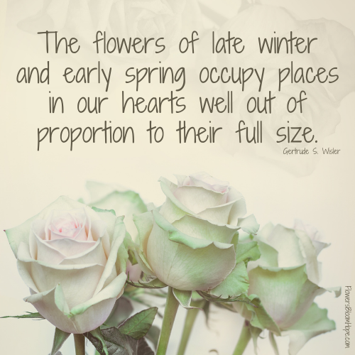 The flowers of late winter and early spring occupy places in our hearts well out of proportion to their full size.
