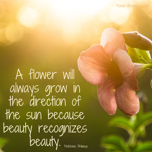 A flower will always grow in the direction of the sun because beauty recognizes beauty.
