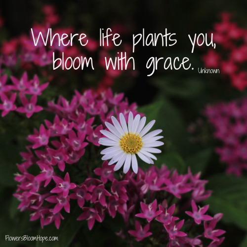 Where life plants you, bloom with grace.