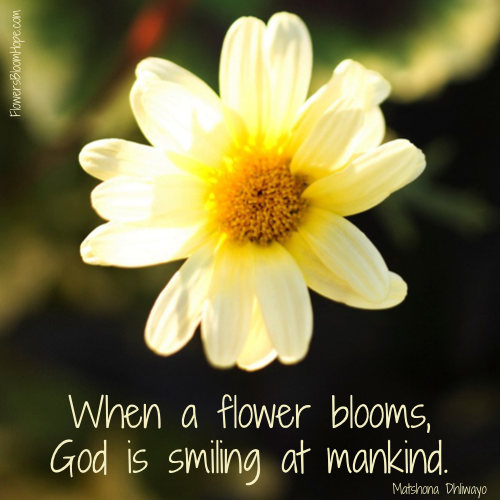 When a flower blooms, God is smiling at mankind.