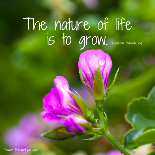 The nature of life is to grow.