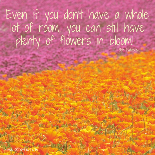 Even if you don’t have a whole lot of room, you can still have plenty of flowers in bloom!