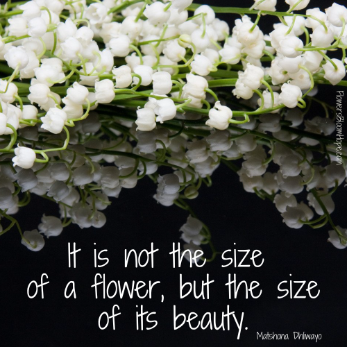 It is not the size of a flower, but the size of its beauty